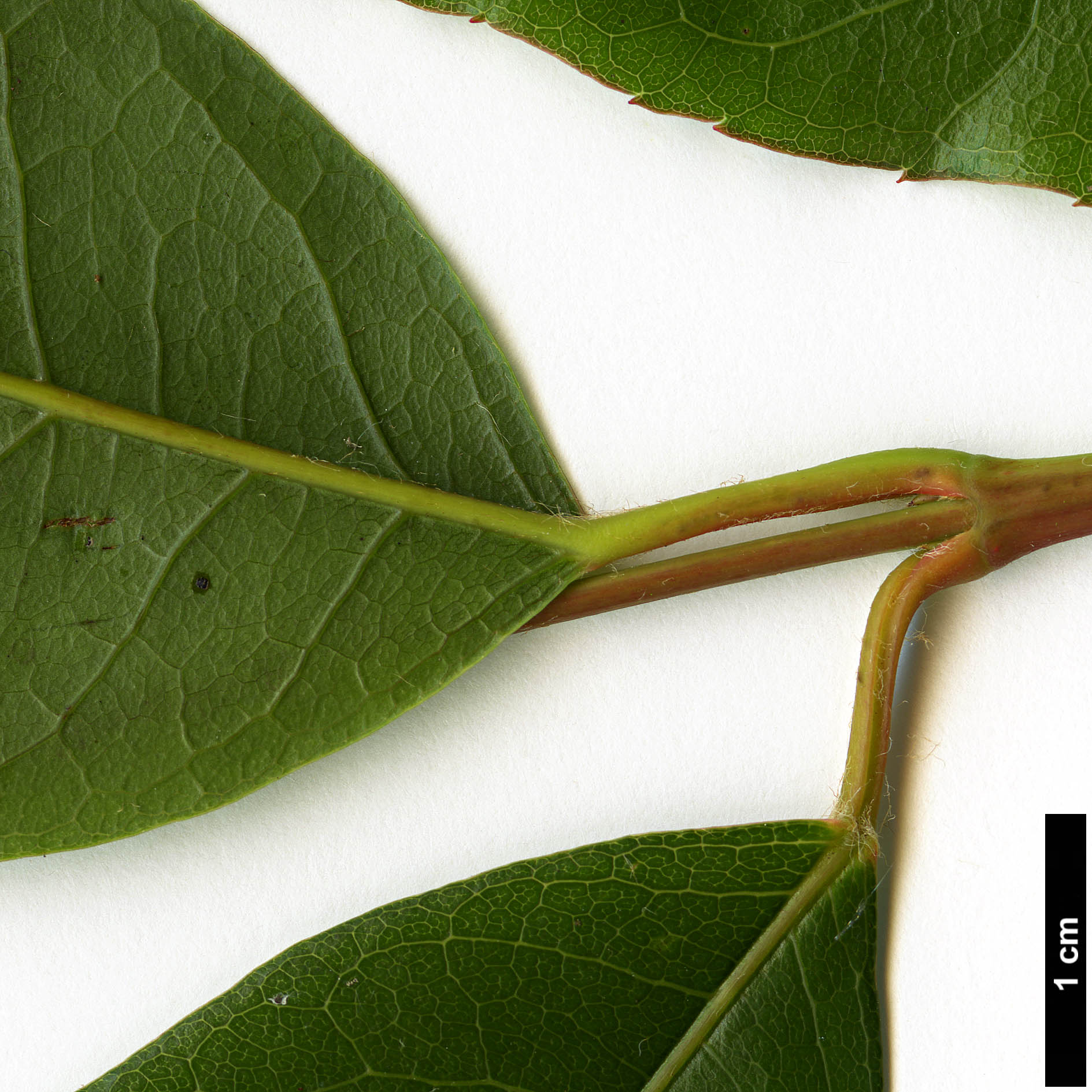 High resolution image: Family: Sapindaceae - Genus: Acer - Taxon: laevigatum - SpeciesSub: var. salweenense